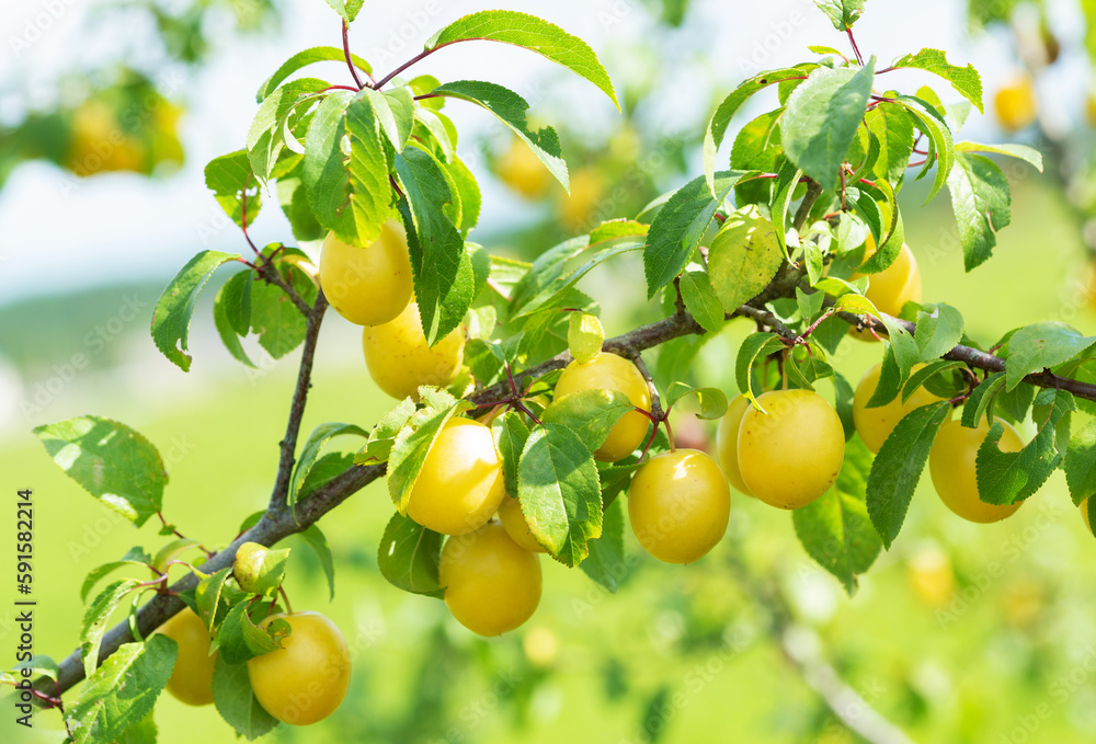 Ripe yellow plums on a tree