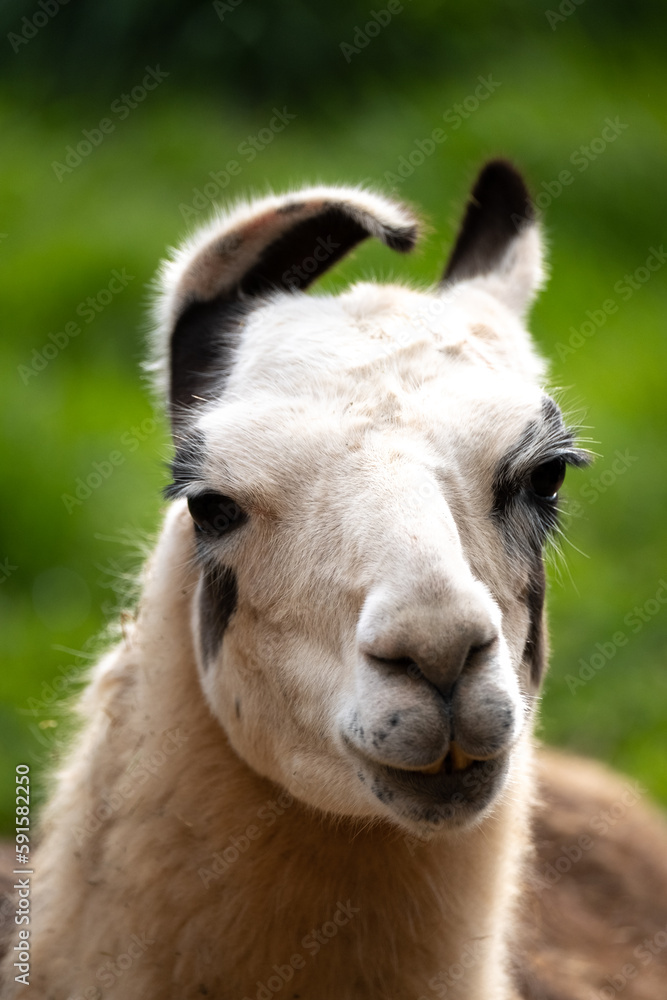 A vertical closeup of a lama alpaca with a  cute face. Bokeh and dark background. Concept: alpaca portrait