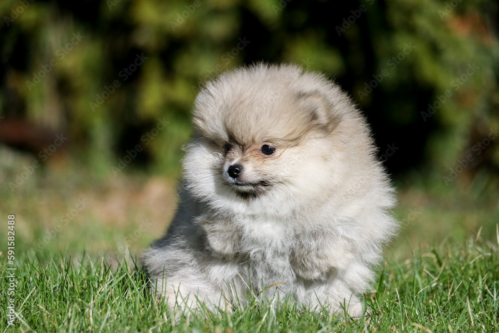 Cute white pomeranian spitz puppy in summer day Cute white pomeranian spitz puppy in summer day