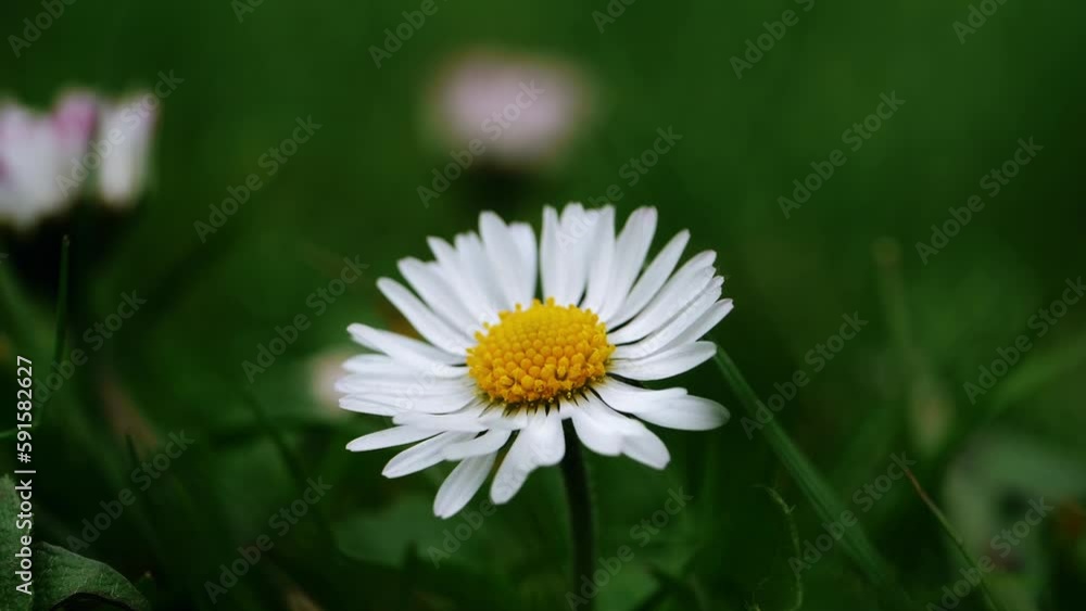 Daisy flower in full bloom close up shot Daisy flower in full bloom close up shot
