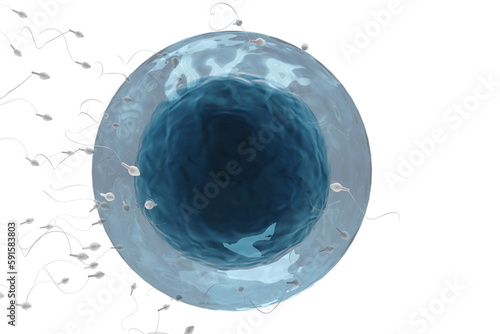 Принти на полотні Sperms fertilizing ovum