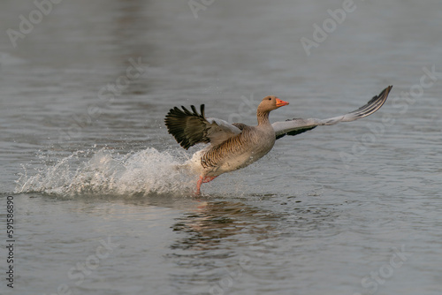  Greylag Goose (Anser anser) seen landing (and honking).  Landing on the water in the Netherlands. Water splashing all around. Wide spread wings.                                                       