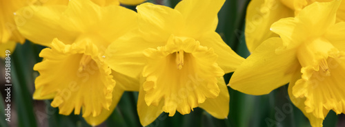 Blooming yellow daffodils in the garden.