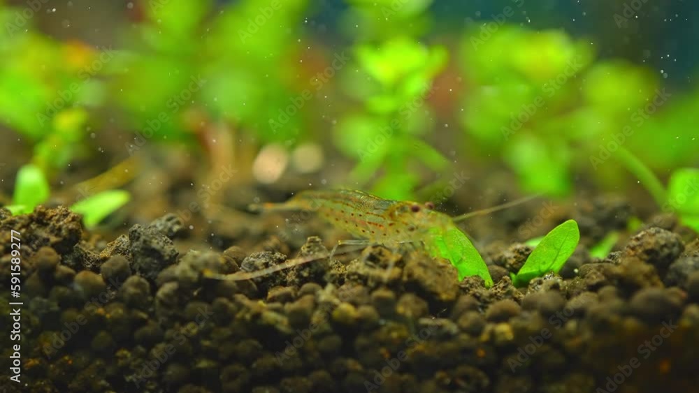 Freshwater Amino shrimp eating Algae slow motion macro shot. Algae