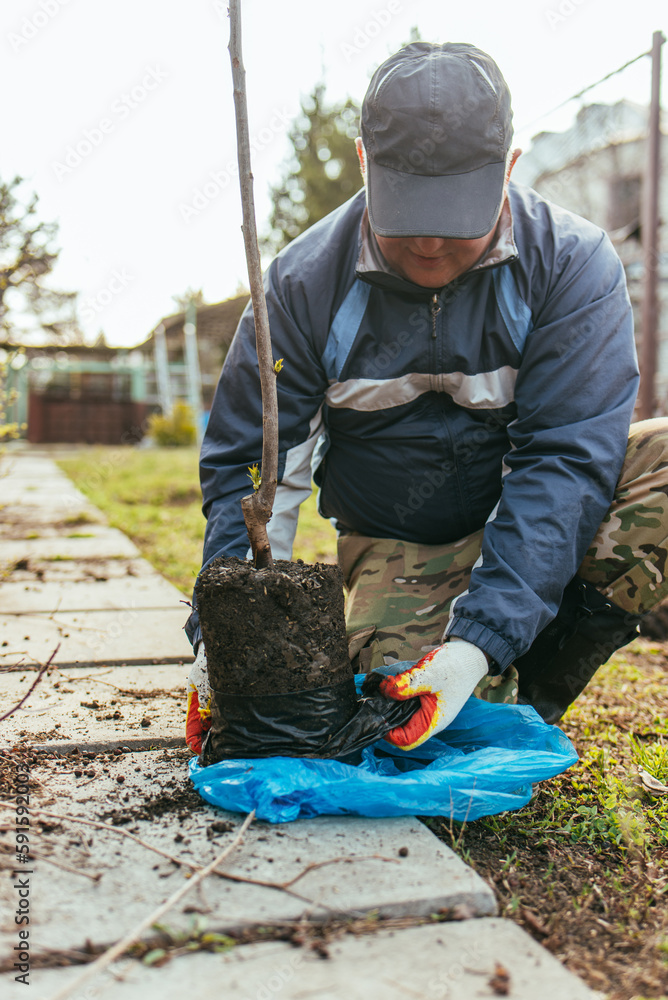 A man plants a young fruit tree. The farmer unpacks a new seedling and puts it in the ground. The concept of environmental protection and ecology A man plants a young fruit tree. The farmer unpacks a new seedling and puts it in the ground. The concept of environmental protection and ecology