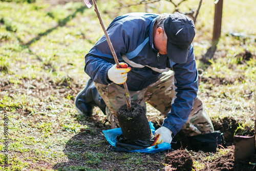 A man plants a young fruit tree. The farmer unpacks a new seedling and puts it in the ground. The concept of environmental protection and ecology