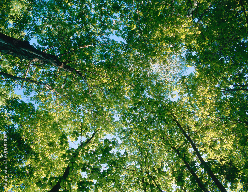 Trees, Halton Agreement Forest, Ontario, Canada Trees, Halton Agreement Forest, Ontario, Canada