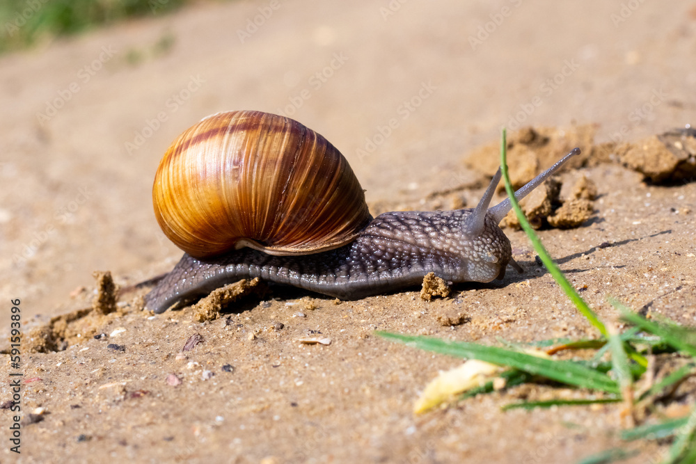 Brown garden snail (Helix aspersa) сreeps on the sand