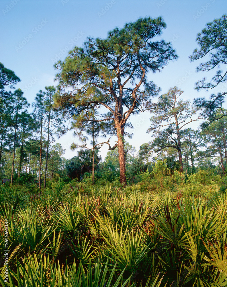 Florida Everglades, Corkscrew Swamp Sanctuary, Florida, USA Florida Everglades, Corkscrew Swamp Sanctuary, Florida, USA