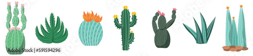 Set of different cacti and succulents on white background