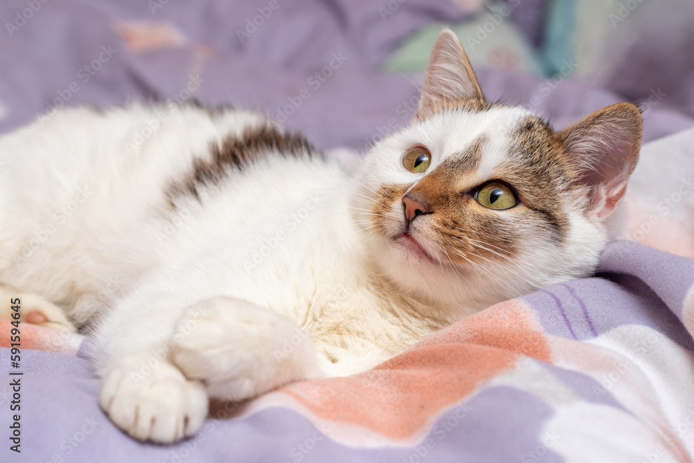 A white cat lies and basks on the bed