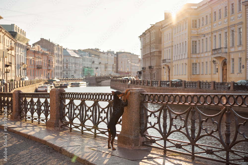 Naklejka premium dog in the city of St. Petersburg. Standard German Pinscher posing against the backdrop of architecture. Pet in old town 