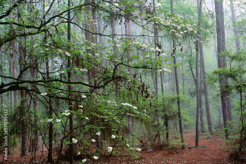 Dogwood, Appalachicola National Forest, Florida, USA photo