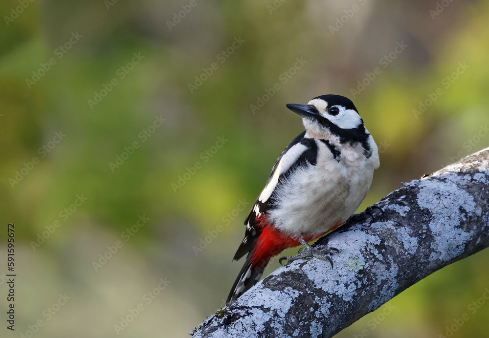 Obraz premium Adult great spotted woodpecker (Dendrocopos major) perched on the trunk of a fig tree. Female woodpecker looking at the camera in the forest. Bird in nature background image with space for text..