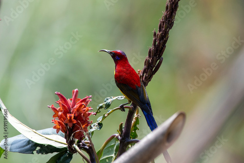 Mrs. Gould's sunbird or Aethopyga gouldiae observed in Latpanchar in West Bengal © Mihir Joshi