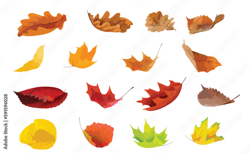 autumn leaves collection autumn leaves collection