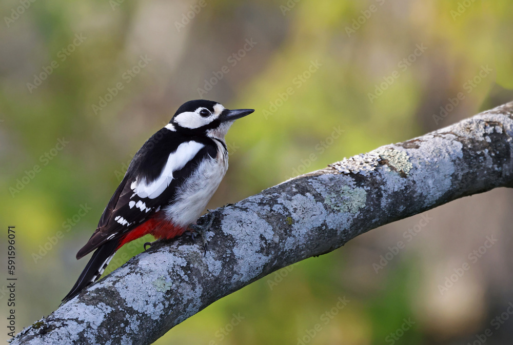 Obraz premium Adult great spotted woodpecker (Dendrocopos major) perched on the trunk of a fig tree. Female woodpecker looking at the camera in the forest with vibrant colors. Bird in nature background image.