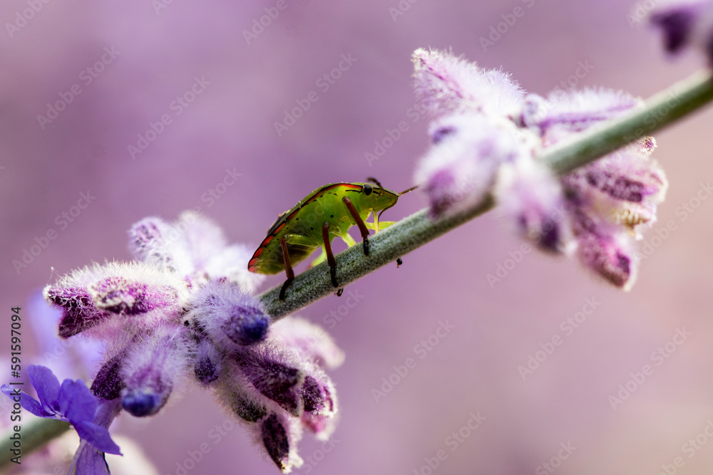 Fototapeta premium Punaise posée sur une tige de lavande.