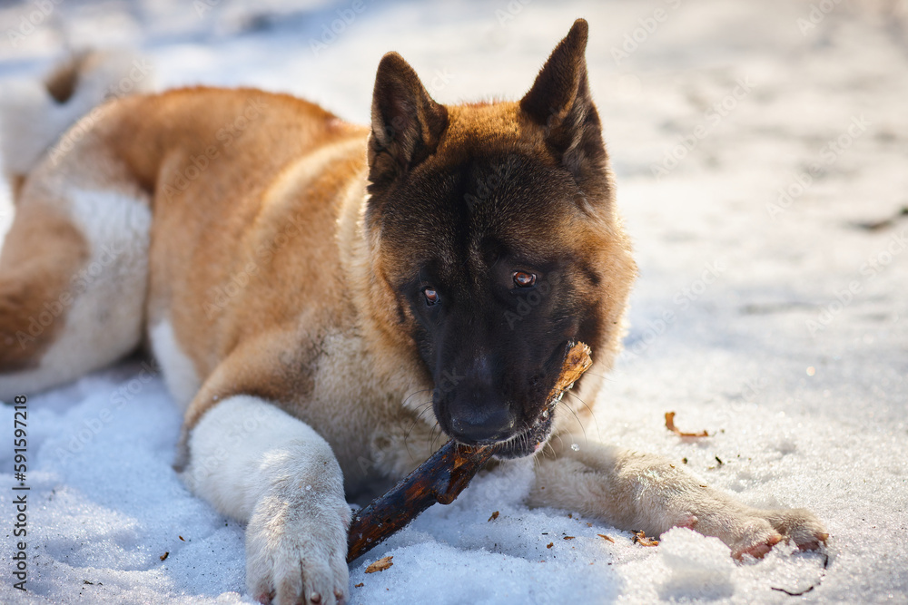 A young dog, an American Akita breed, lies on the snow and chews a stick after a game. A young dog, an American Akita breed, lies on the snow and chews a stick after a game.