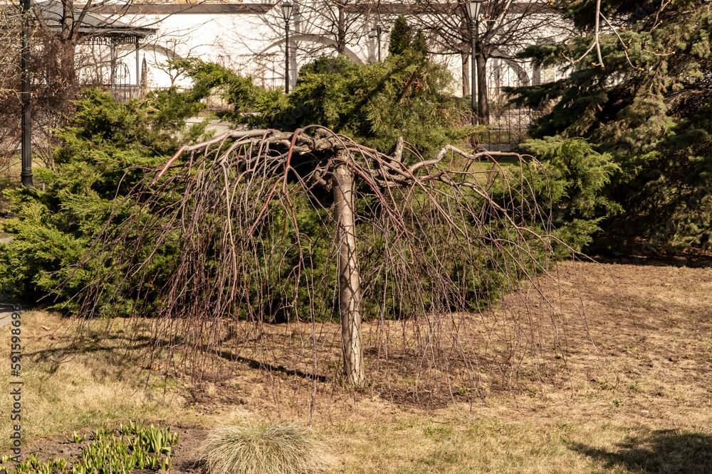 Fototapeta premium trees in the countryside