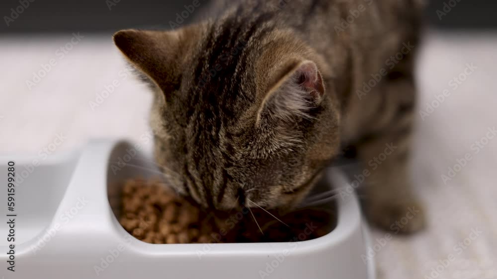 hungry tabby cat kitten eating dry food from bowl with section for