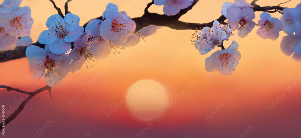 Springtime sakura blossom against of the sun in backlight.