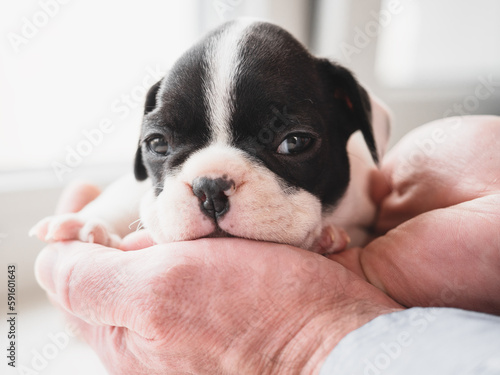 Lovable, pretty puppy and male hands. Clear, sunny day. Close-up, indoors. Studio photo. Day light. Concept of care, education, obedience training and raising pets