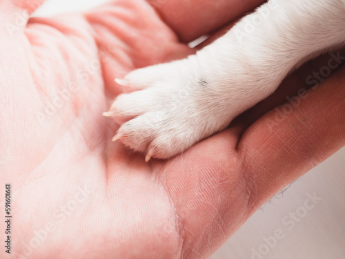 Lovable, pretty puppy and human hand. Clear, sunny day. Close-up, indoors. Studio photo. Day light. Concept of care, education, obedience training and raising pets © Svetlana