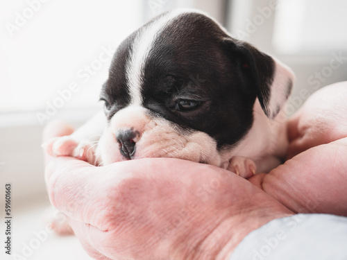 Lovable, pretty puppy and male hands. Clear, sunny day. Close-up, indoors. Studio photo. Day light. Concept of care, education, obedience training and raising pets © Svetlana