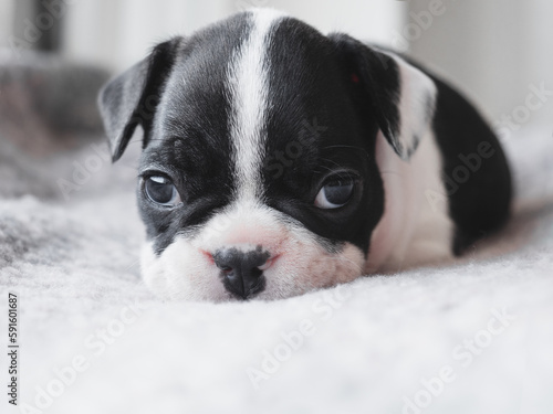 Fototapeta Naklejka Na Ścianę i Meble -  Lovable, pretty puppy lying on the windowsill. Clear, sunny day. Close-up, indoors. Studio photo. Day light. Concept of care, education, obedience training and raising pet