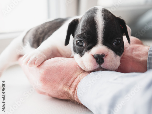 Lovable, pretty puppy and male hands. Clear, sunny day. Close-up, indoors. Studio photo. Day light. Concept of care, education, obedience training and raising pets