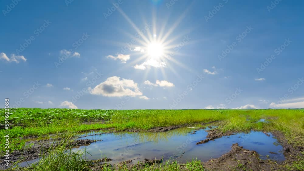 dirty pond among green fields at the sunny day time lapse scene dirty pond among green fields at the sunny day time lapse scene