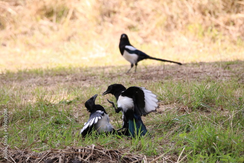 Magpies fighting
