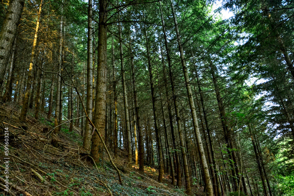 Obraz premium Pine forest, in France, next to the town of Saint-Etienne. These trees are found in the Pilat massif. They are on a mountain, about 800 meters above sea level.