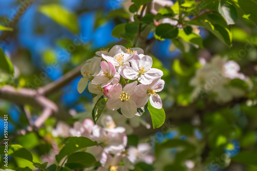 White blossoming apple trees. White apple tree flowers