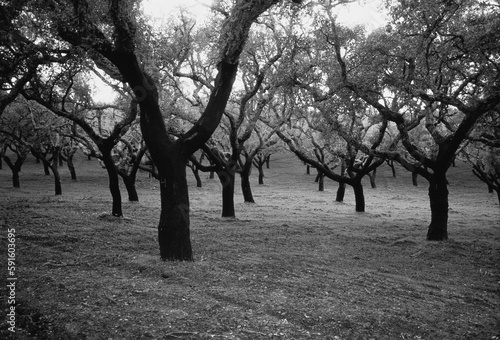 Trees and Field, Portugal photo