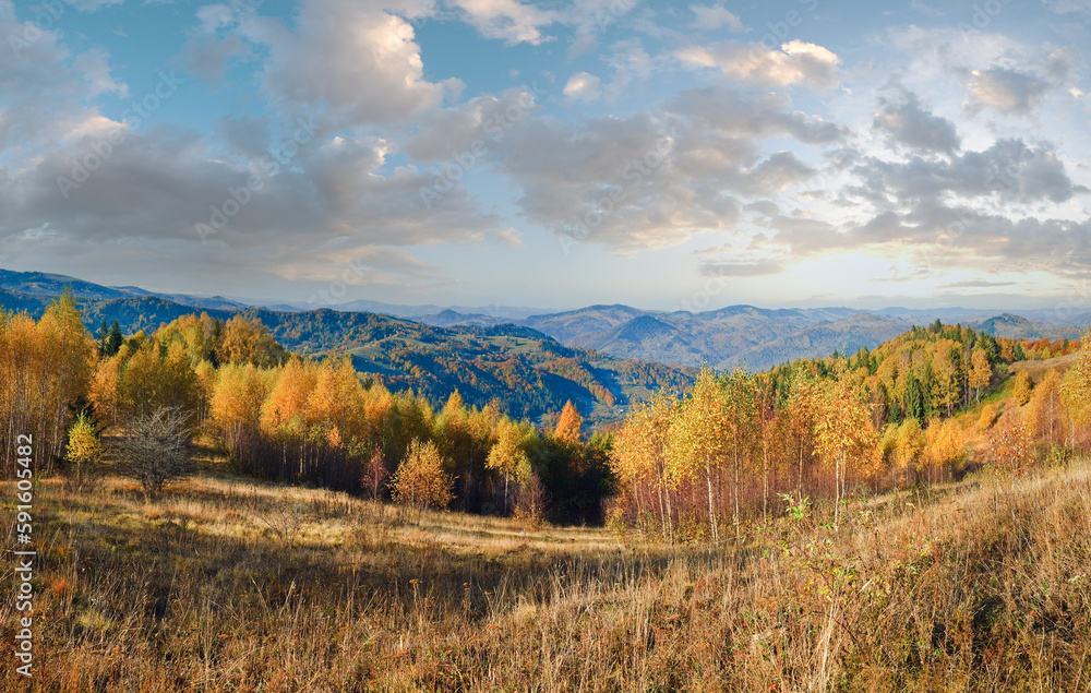 Sunny autumn mountain forest (on mountainside). Carpathians, Ukraine.