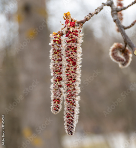 branches with catkins
