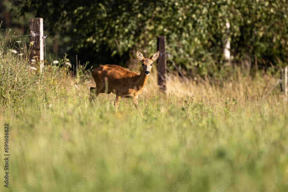 Majestic roe deer on pasture in warm evening light Majestic roe deer on pasture in warm evening light