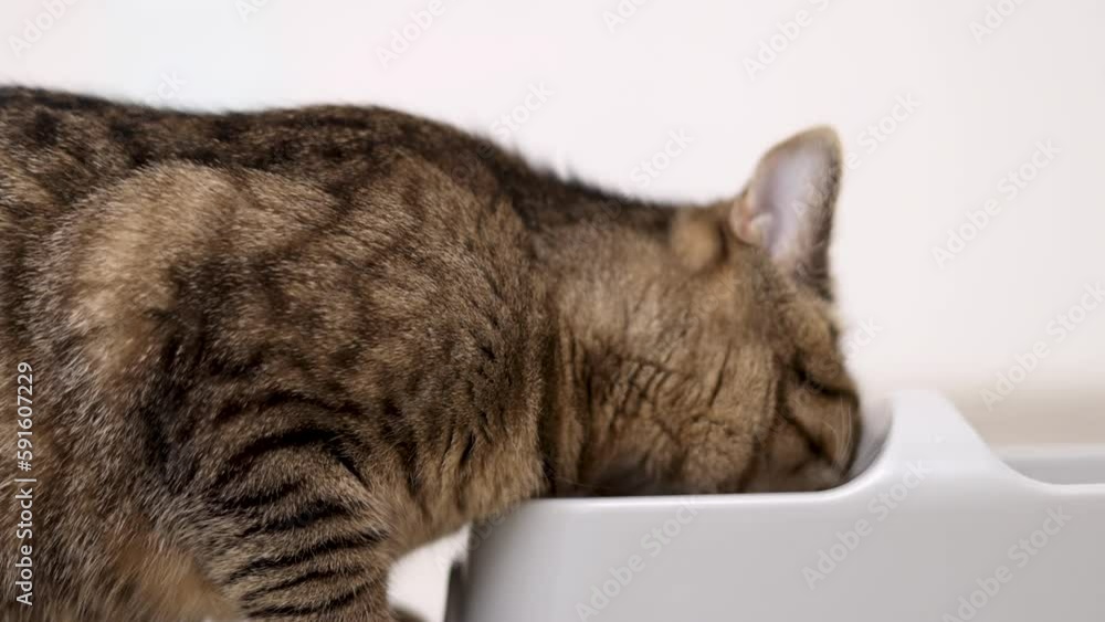 hungry tabby cat kitten eating dry food from bowl with section for