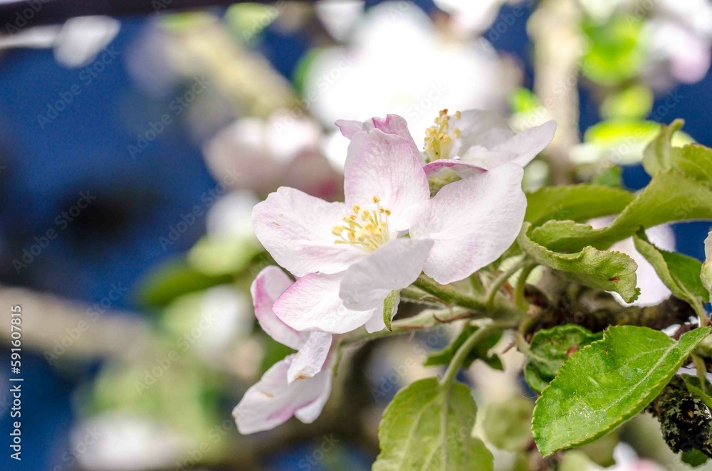 Obraz premium Branch of apple tree with pink flowers.