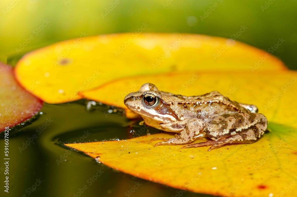 Fototapeta premium Frog sits on a leaf of a yellow water lily.