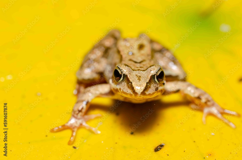 Fototapeta premium Brown frog sits on a leaf of a water lily.