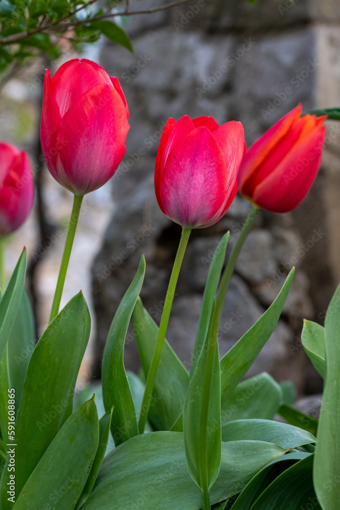 Close-up of red and purple tulips blooming. Vertical image of some red tulips.