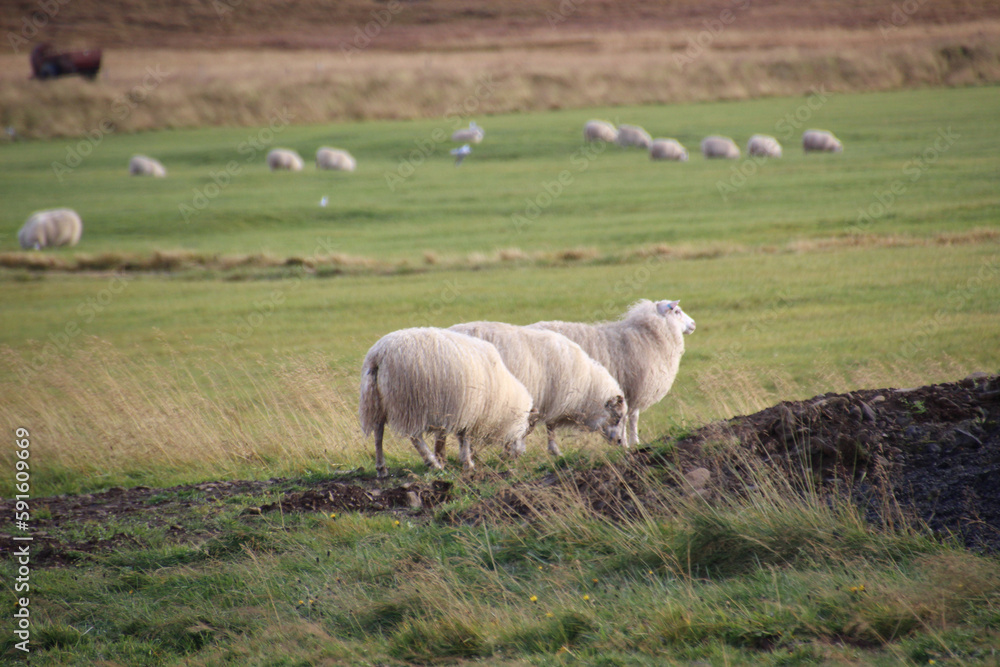 Group of icelandic sheep grazing Group of icelandic sheep grazing