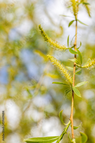 Young blooming willow branches in spring © ArtSvitlyna