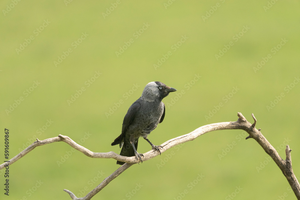 Western jackdaw on the branch Western jackdaw on the branch