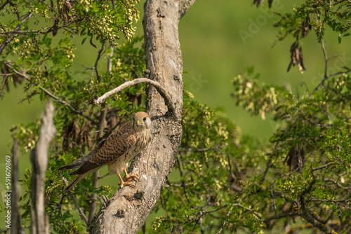 Bild auf Leinwand common kestrel