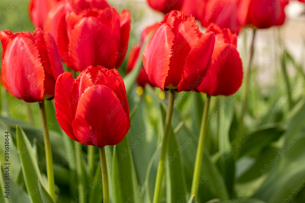 Bold red tulips in full bloom on a sunny day Bold red tulips in full bloom on a sunny day