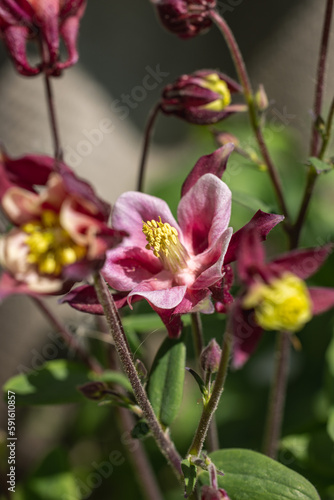 Graceful pink and white columbine flowers in bloom